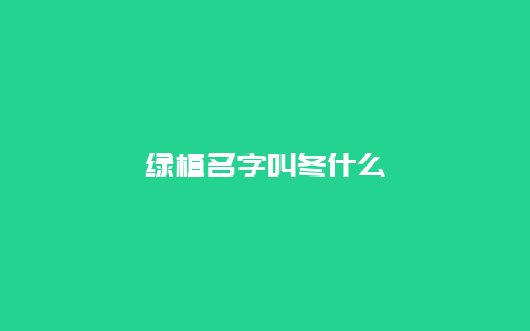 绿植名字叫冬什么