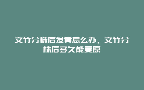 文竹分株后发黄怎么办，文竹分株后多久能复原