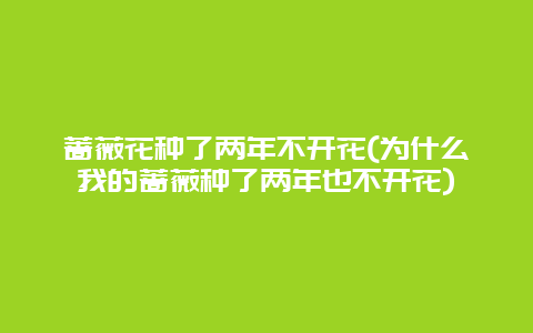 蔷薇花种了两年不开花(为什么我的蔷薇种了两年也不开花)