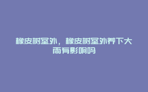 橡皮树室外，橡皮树室外养下大雨有影响吗