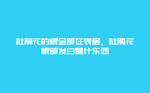 杜鹃花的根全部在表层，杜鹃花根部发白是什东西