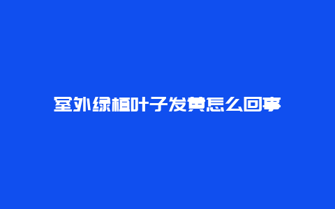 室外绿植叶子发黄怎么回事