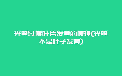 光照过度叶片发黄的原理(光照不足叶子发黄)