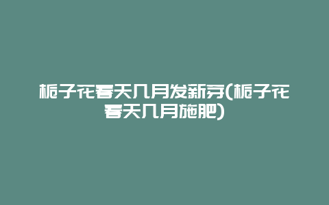 栀子花春天几月发新芽(栀子花春天几月施肥)