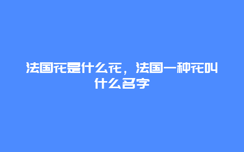 法国花是什么花，法国一种花叫什么名字