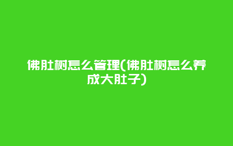 佛肚树怎么管理(佛肚树怎么养成大肚子)