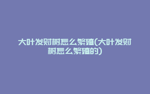 大叶发财树怎么繁殖(大叶发财树怎么繁殖的)