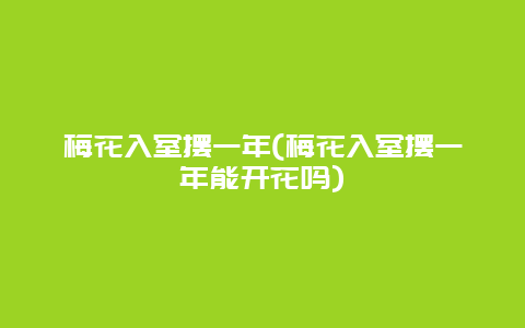 梅花入室摆一年(梅花入室摆一年能开花吗)