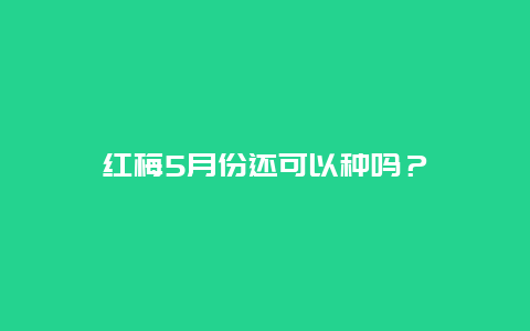 红梅5月份还可以种吗？