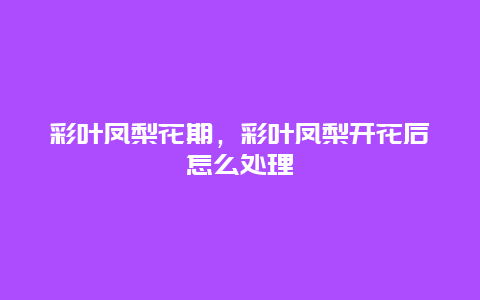 彩叶凤梨花期，彩叶凤梨开花后怎么处理