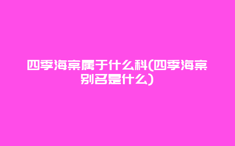 四季海棠属于什么科(四季海棠别名是什么)