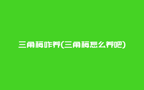 三角梅咋养(三角梅怎么养吧)