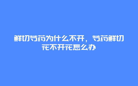 鲜切芍药为什么不开，芍药鲜切花不开花怎么办