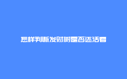 怎样判断发财树是否还活着