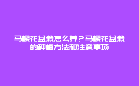 马樱花盆栽怎么养？马樱花盆栽的种植方法和注意事项