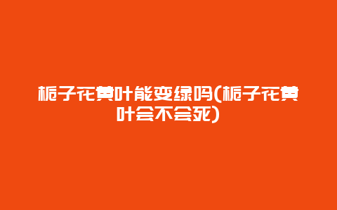 栀子花黄叶能变绿吗(栀子花黄叶会不会死)