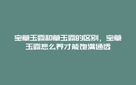 宝草玉露和草玉露的区别，宝草玉露怎么养才能饱满通透