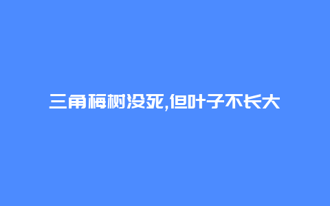 三角梅树没死,但叶子不长大