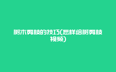 树木剪枝的技巧(怎样给树剪枝视频)