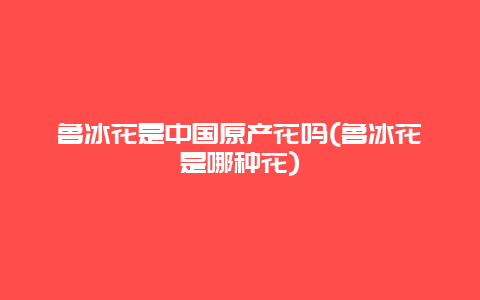 鲁冰花是中国原产花吗(鲁冰花是哪种花)