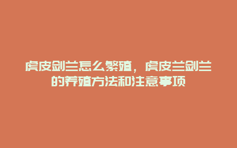 虎皮剑兰怎么繁殖，虎皮兰剑兰的养殖方法和注意事项