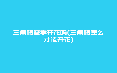 三角梅冬季开花吗(三角梅怎么才能开花)