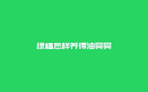 绿植怎样养得油亮亮