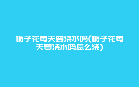 栀子花每天要浇水吗(栀子花每天要浇水吗怎么浇)