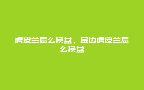 虎皮兰怎么换盆，金边虎皮兰怎么换盆