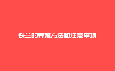 铁兰的养殖方法和注意事项