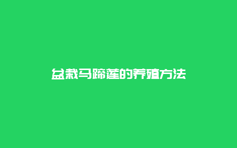 盆栽马蹄莲的养殖方法