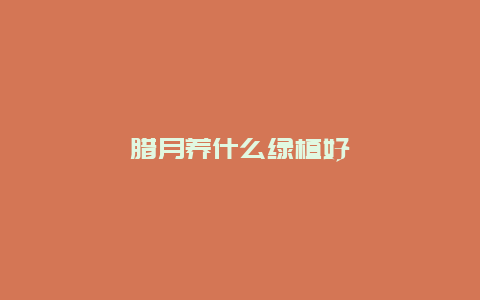 腊月养什么绿植好