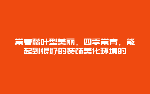 常春藤叶型美丽，四季常青，能起到很好的装饰美化环境的