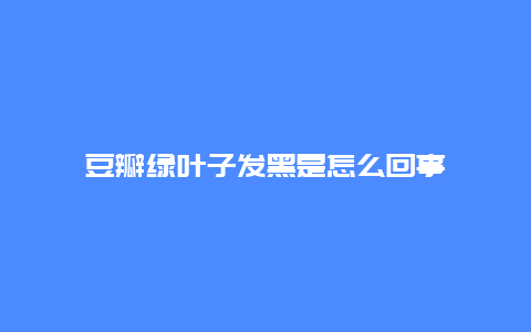 豆瓣绿叶子发黑是怎么回事