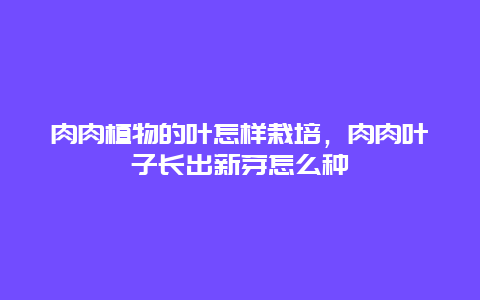 肉肉植物的叶怎样栽培，肉肉叶子长出新芽怎么种