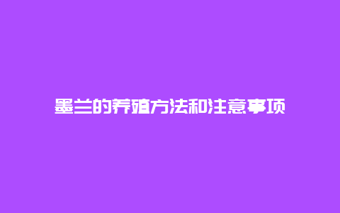 墨兰的养殖方法和注意事项