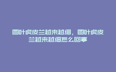 圆叶虎皮兰越来越细，圆叶虎皮兰越来越细怎么回事