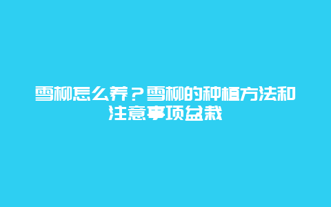 雪柳怎么养？雪柳的种植方法和注意事项盆栽