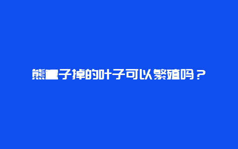 熊童子掉的叶子可以繁殖吗？