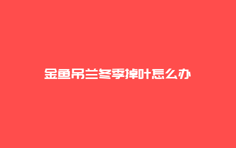 金鱼吊兰冬季掉叶怎么办