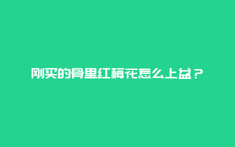 刚买的骨里红梅花怎么上盆？