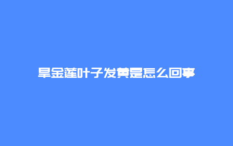 旱金莲叶子发黄是怎么回事