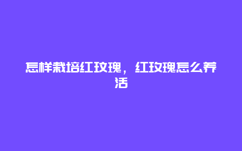 怎样栽培红玟瑰，红玫瑰怎么养活