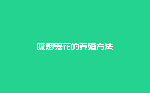 吸烟鬼花的养殖方法