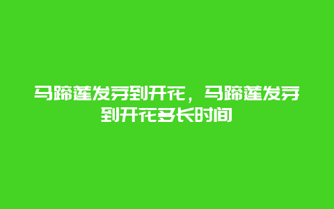 马蹄莲发芽到开花，马蹄莲发芽到开花多长时间