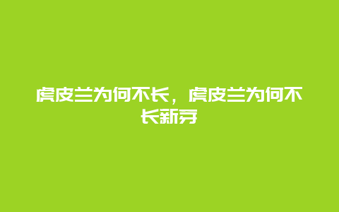 虎皮兰为何不长，虎皮兰为何不长新芽