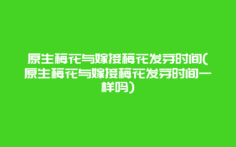 原生梅花与嫁接梅花发芽时间(原生梅花与嫁接梅花发芽时间一样吗)