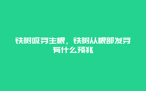 铁树吸芽生根，铁树从根部发芽有什么预兆