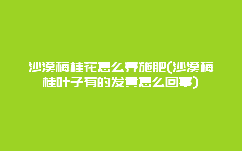 沙漠梅桂花怎么养施肥(沙漠梅桂叶子有的发黄怎么回事)