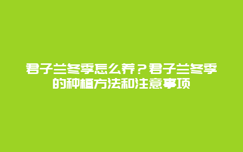 君子兰冬季怎么养？君子兰冬季的种植方法和注意事项